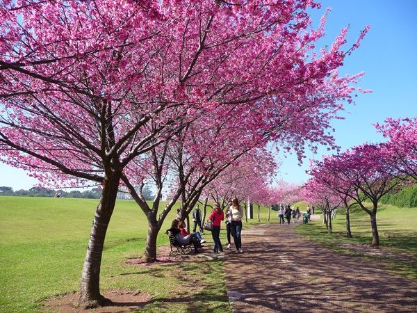 Vườn Bách thảo Curitiba