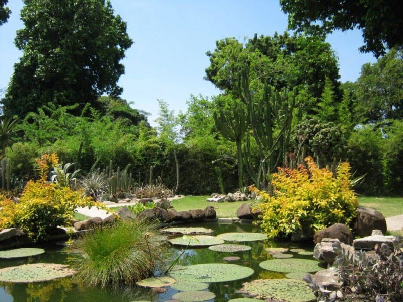 Vườn bách thảo Jardim Botnico, ở Rio de Janeiro, Brazil