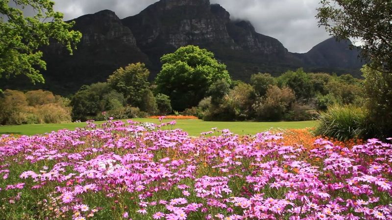 Vườn Bách Thảo Quốc gia Kirstenbosch