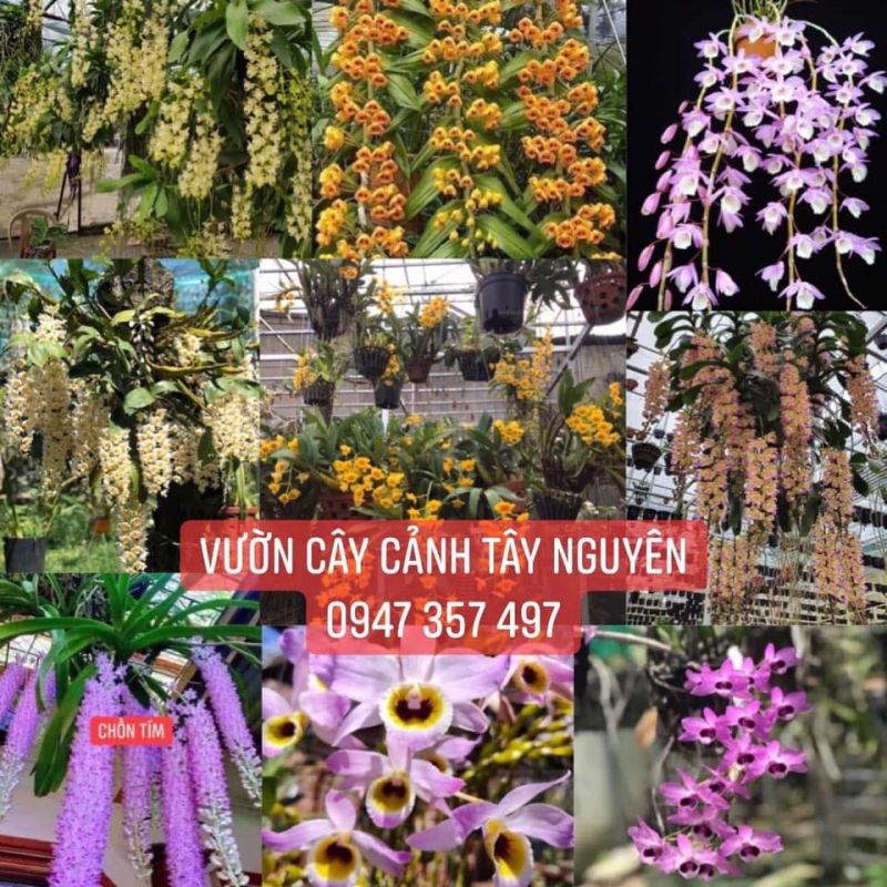 Vườn Cây Cảnh Tây Nguyên