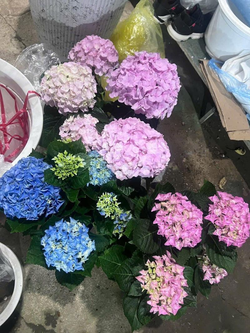 Vườn cây hoa lá - Tp.Vinh
