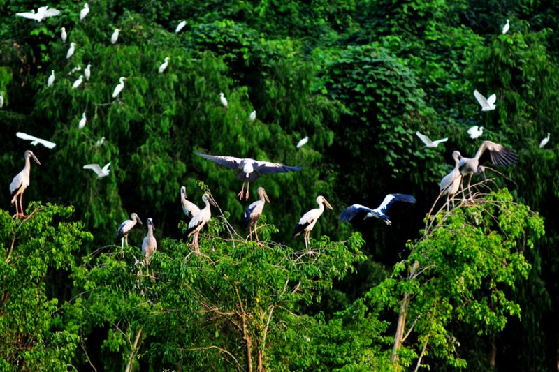Vườn chim Thung Nham