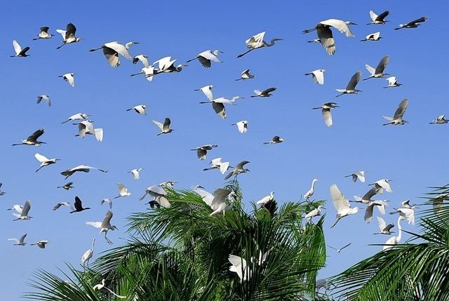 Ecological area with a sky-high flying stork garden