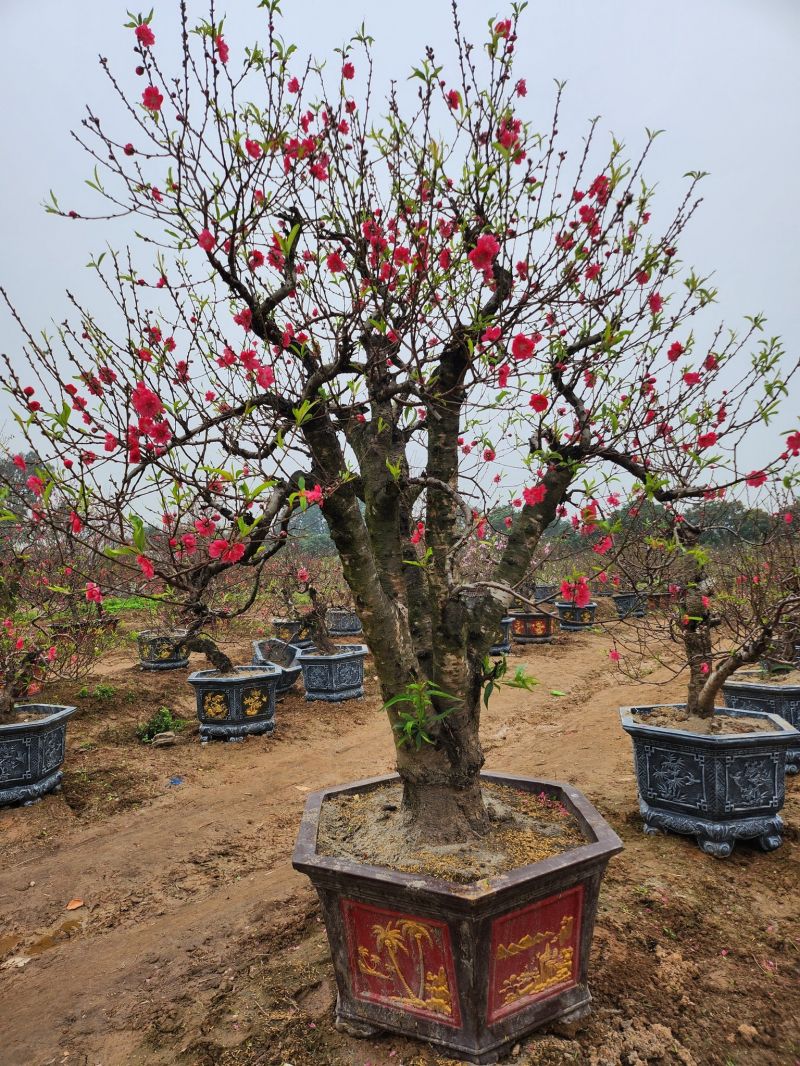 Dịch vụ thuê hoa đào tết Hà Nội