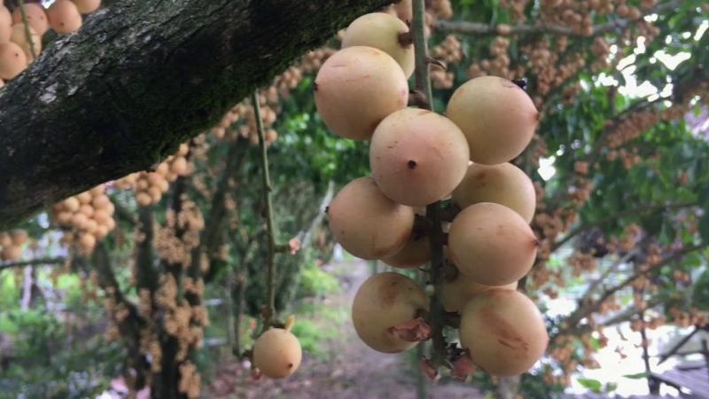 Vườn dâu Tân Thuận sai trĩu quả