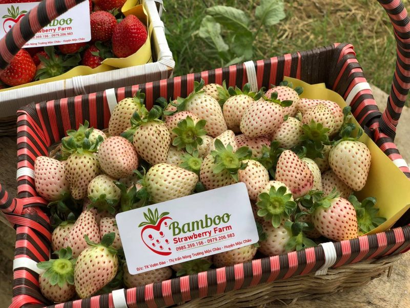 Vườn dâu tây Bamboo Strawberry Farm.