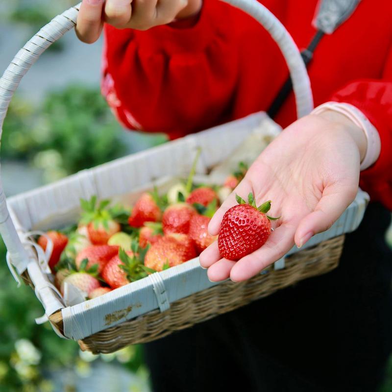 Vườn dâu tây Bamboo Strawberry Farm.