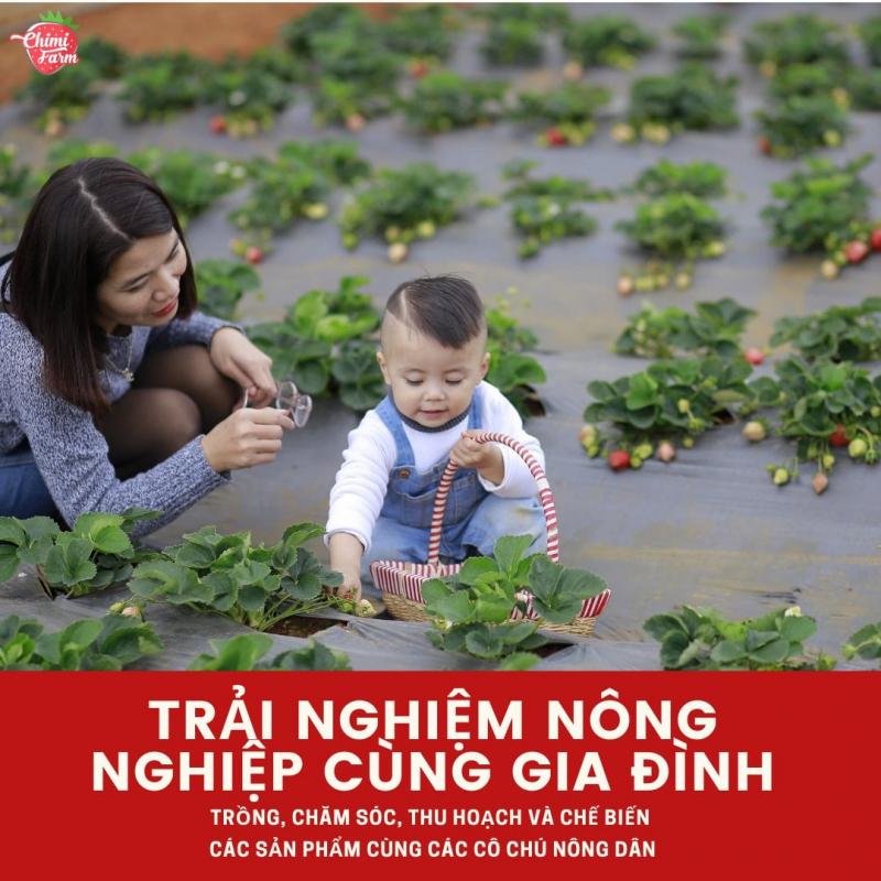 Vườn dâu tây Chimi