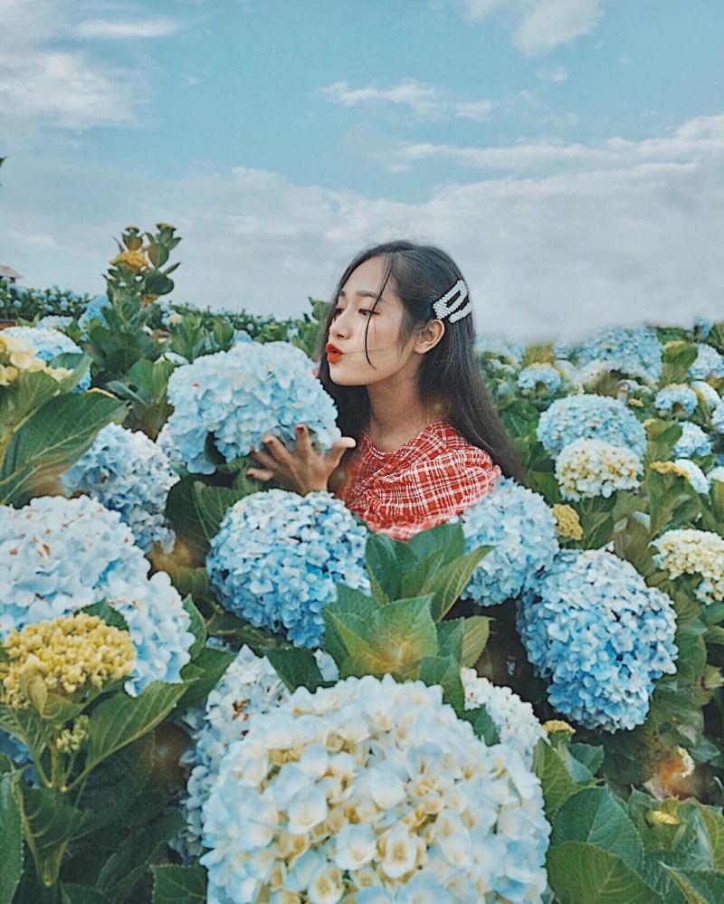 Top 5 Vườn hoa cẩm tú cầu đẹp nhất Đà Lạt - toplist.vn
