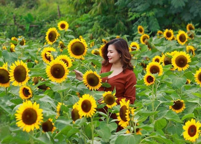 Sunflower garden VSIP