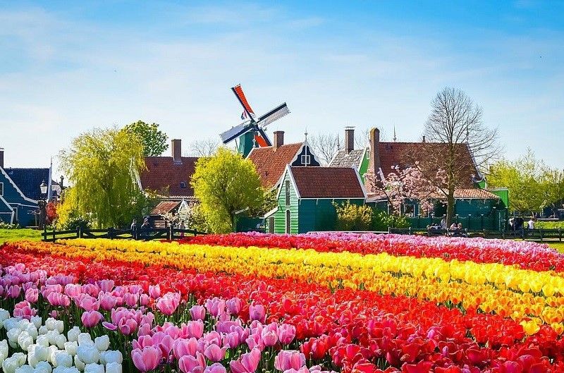 Vườn hoa Keukenhof tại Hà Lan
