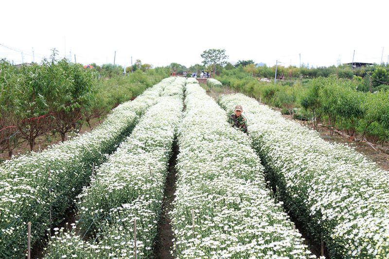 Vườn hoa Nhật Tân