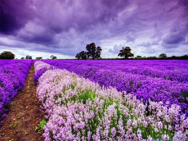 Vườn hoa oải hương Provence – Pháp