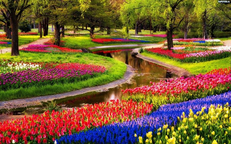 Vườn hoa tulip nở rộ