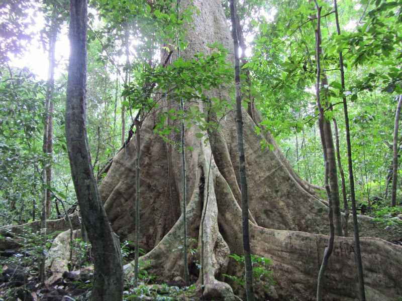 Vườn quốc gia Cát Tiên (Đồng Nai)