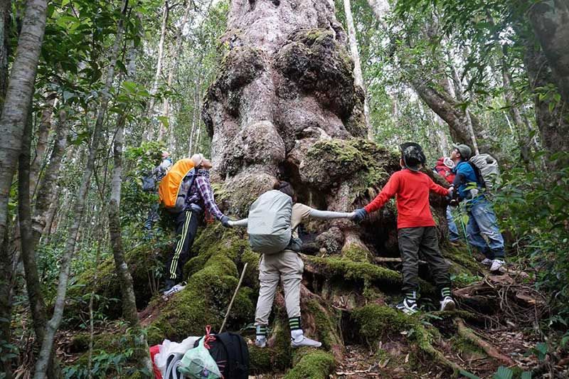 Một cây cổ thụ ở Vườn quốc gia Chư Yang Sin