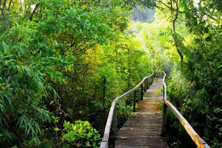 Đây là khu rừng nhiệt đới ẩm ướt  còn lưu giữ nhiều giống loài thực - động vật quý