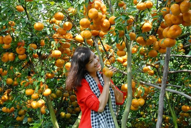 Lai Vung tangerine garden