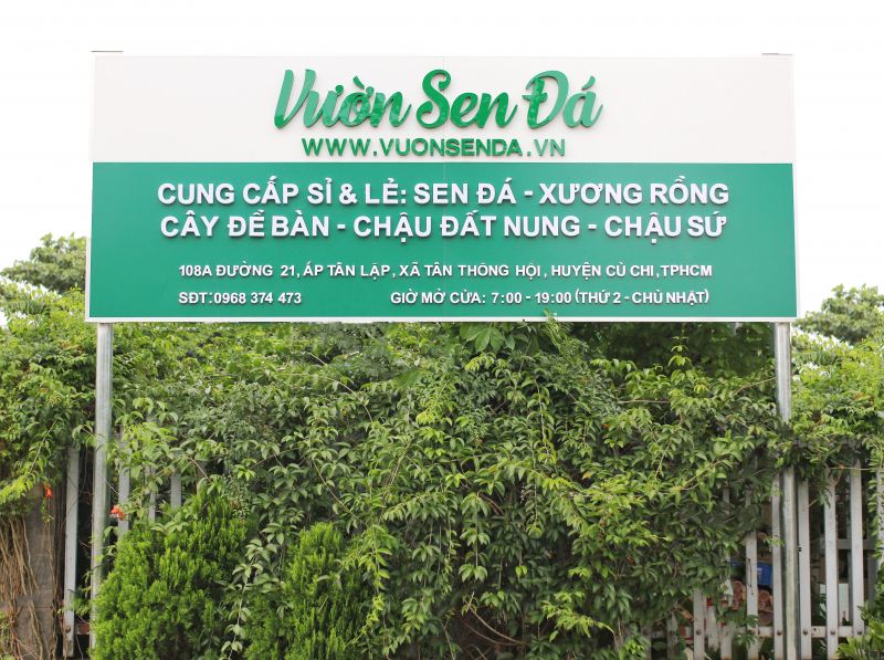 Vườn sen đá