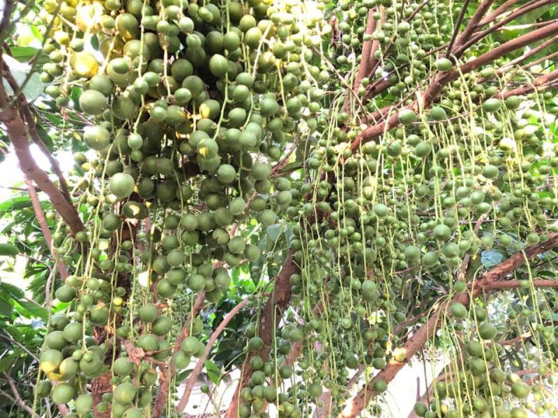 Vườn trái cây Gò Chùa