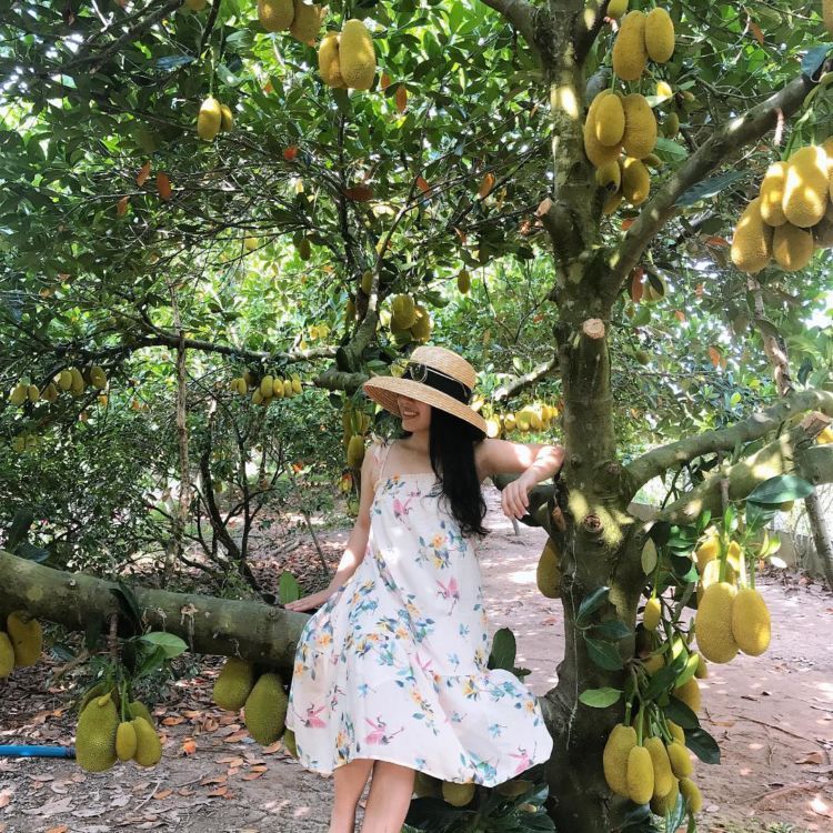 Vườn trái cây Gò Chùa