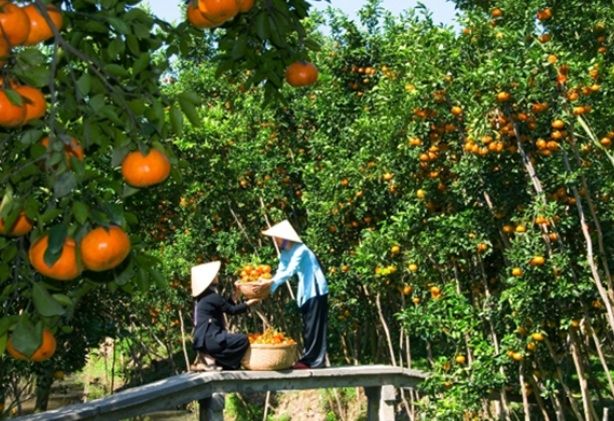 Vườn trái cây Mỹ Khánh nằm trong khu du lịch Mỹ Khánh