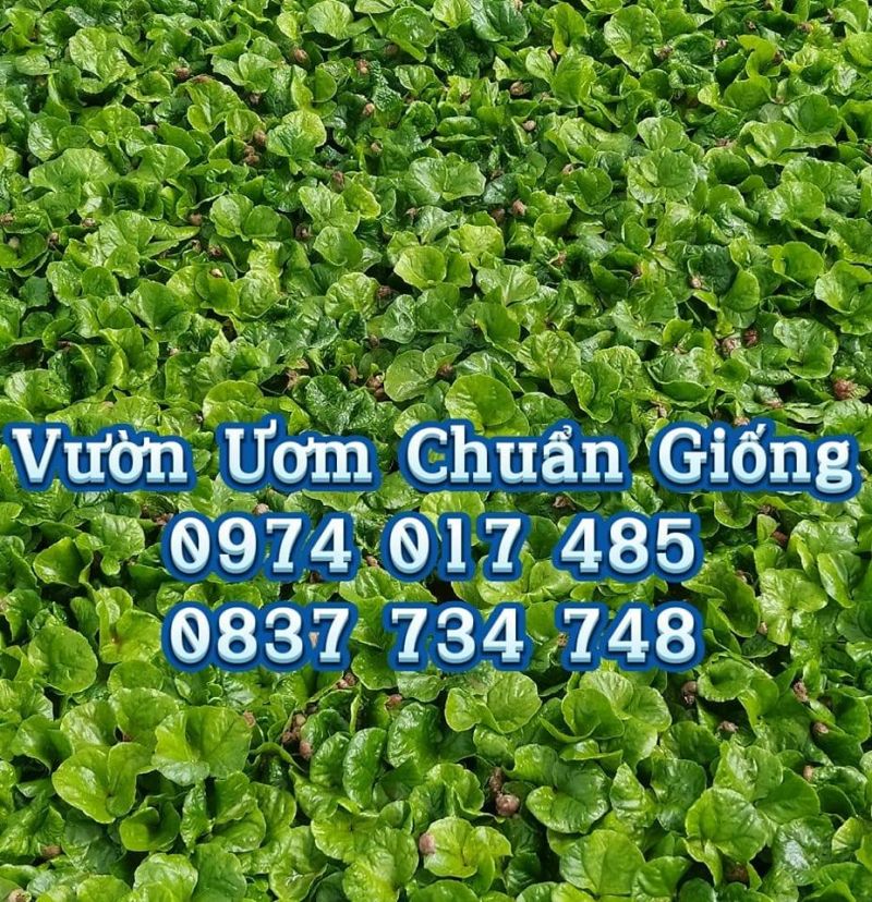 Vườn Ươm Chuẩn Giống