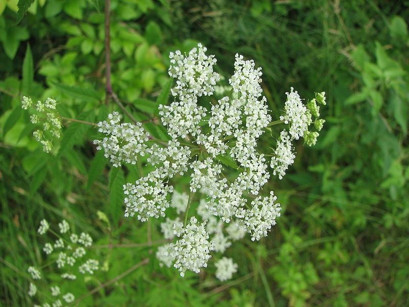 Water Hemlock mang tên gọi khác là cây cần nước độc