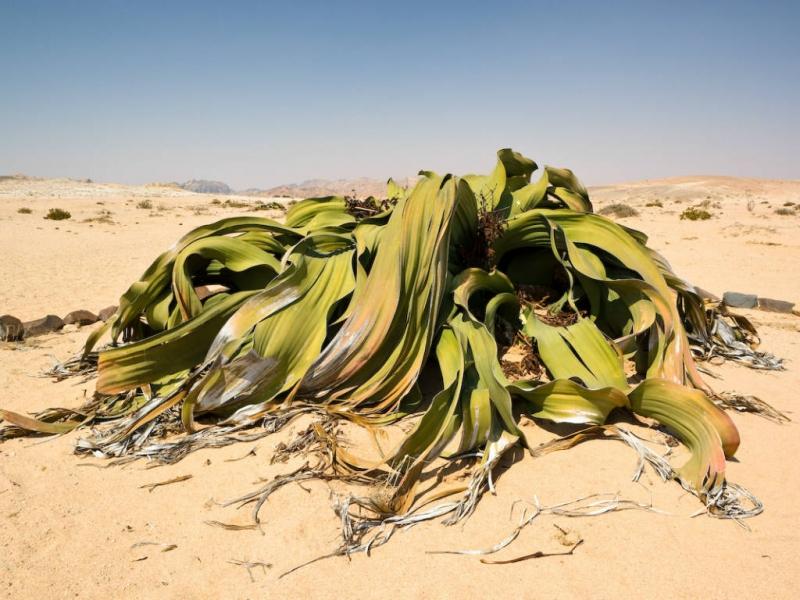 Welwitschia Mirabilis