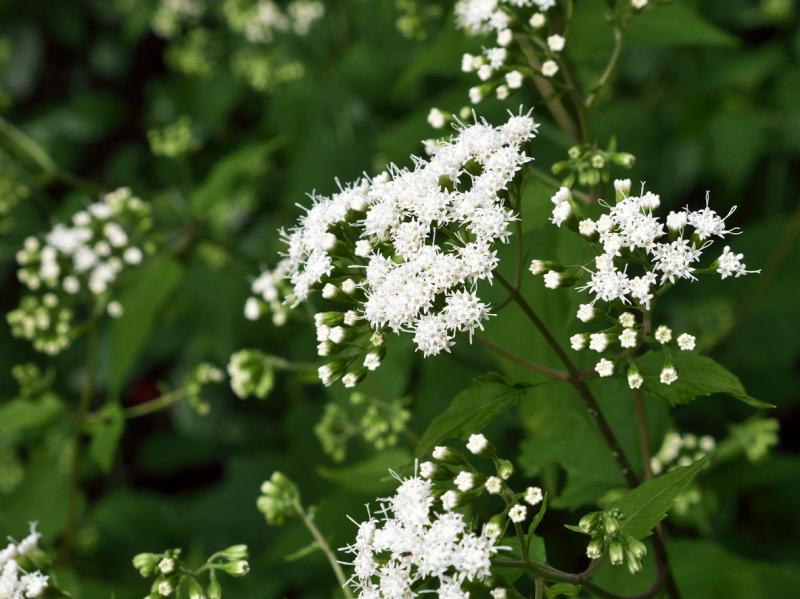 Cây cúc trắng chữa rắn cắn hay gọi là white snakeroot