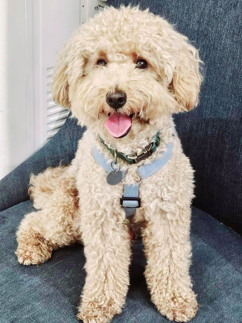 Woof N' Whiskers