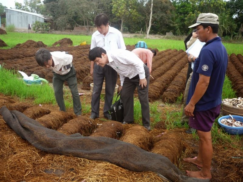 Xếp mô và rắc meo giống