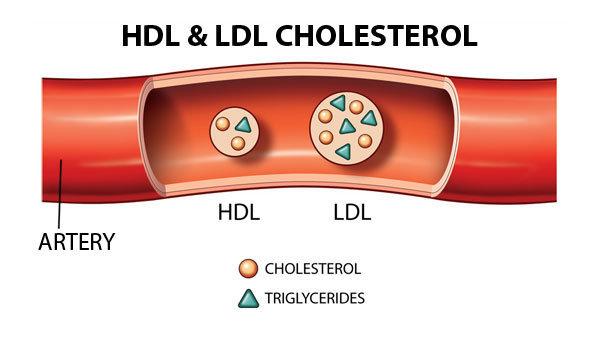 Duy trì mức cholesterol phù hợp đóng vai trò quan trọng trong việc duy trì các màng tế bào và các hormon tổng hợp