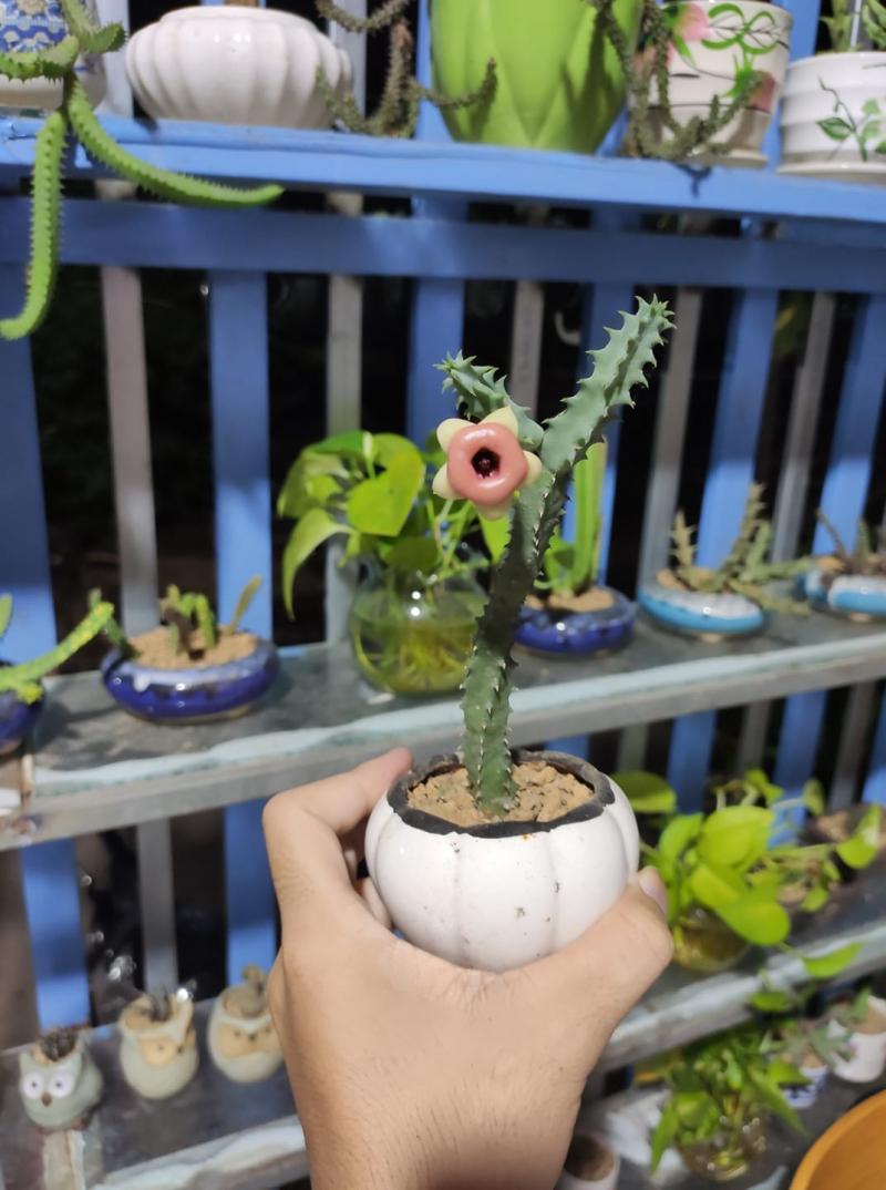 Xịn Sịn Cactus