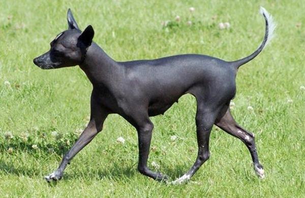 Chó Xoloitzcuintli