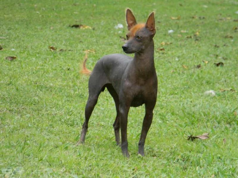 Chó Xoloitzcuintli