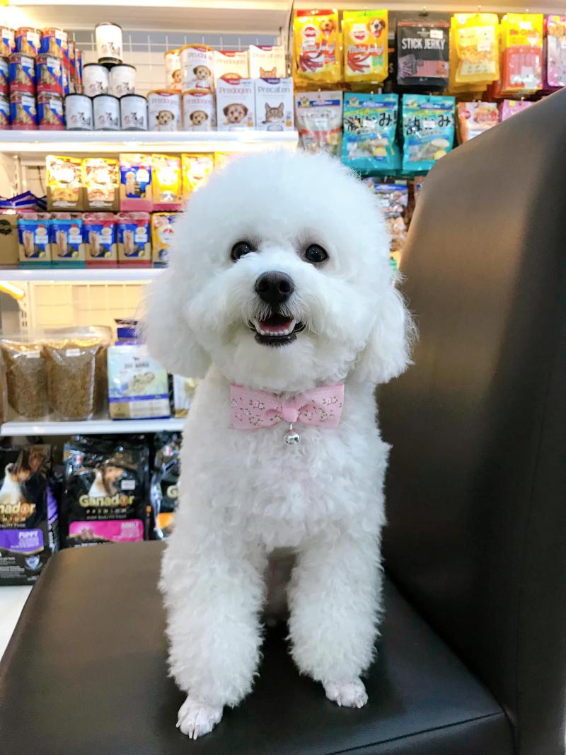 XU BÔNG Pet Shop Đà Nẵng