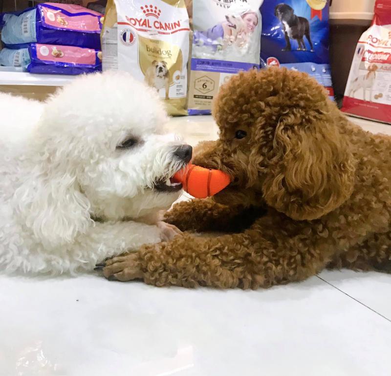 XU BÔNG Pet Shop Đà Nẵng