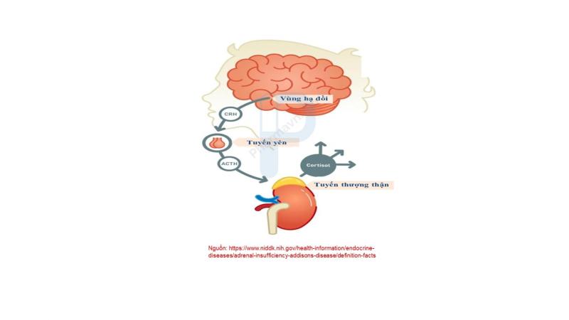 Khi uống quá liều có thể làm ngăn chặn chức năng hạ đồi-tuyến yên-thượng thận