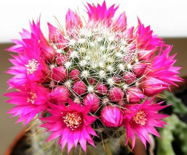 Xương rồng cầu vồng có tên khoa học là Pincushion Cactus (Mammillaria)