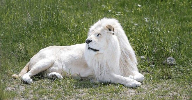 Ý nghĩa văn hoá-xã hội của Sư tử trắng