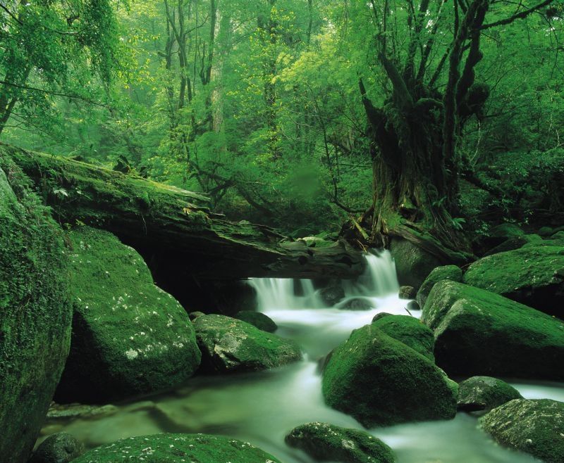 Yakushima