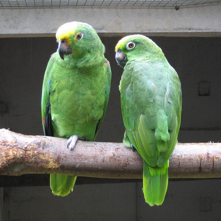 Yellow-crowned Amazon