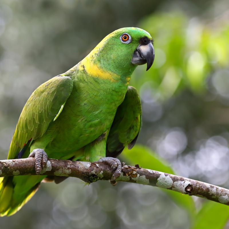 Yellow-naped Amazon