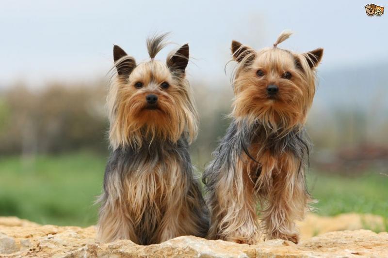 Yorkshire Terrier