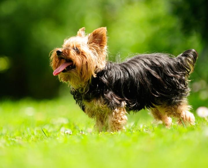 Yorkshire Terrier tuy nhỏ bé nhưng rất yêu thương và biết cách bảo vệ chủ