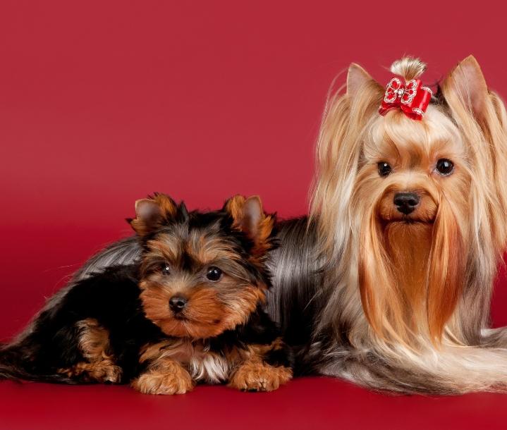 Yorkshire Terrier