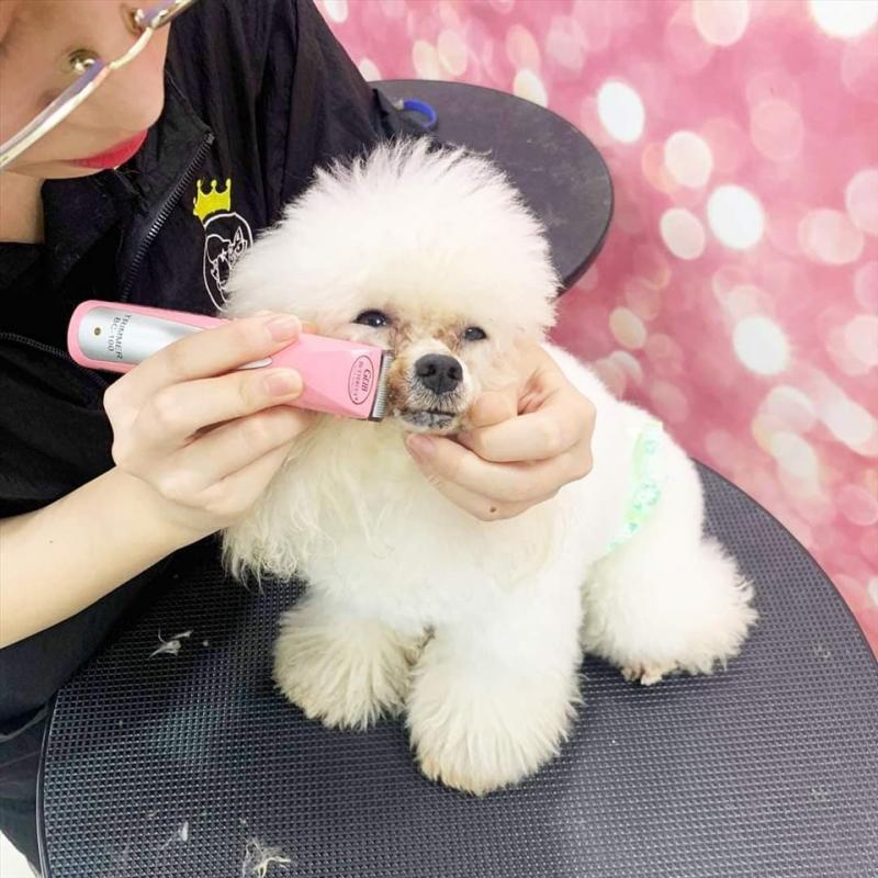 Zoom Pet Spa